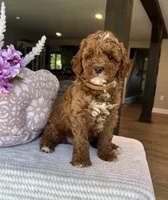 Gunner - Mini, a male Miniature Goldendoodle for sale in Warsaw, NY – 4 of 4