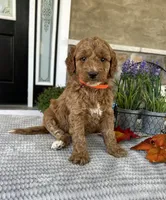 Luna - Medium, a female Goldendoodle for sale in Warsaw, NY – 1 of 3