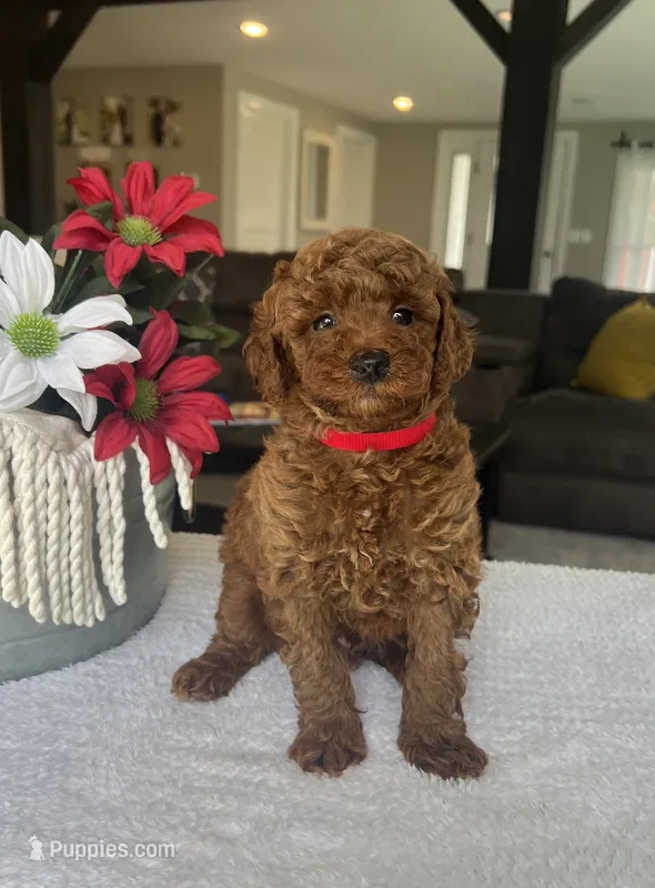 Reece - Mini – Miniature Goldendoodle puppy for sale in Warsaw, NY