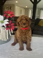Reece - Mini, a male Miniature Goldendoodle for sale in Warsaw, NY – 1 of 4