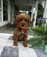 Clara - Mini, a female Miniature Goldendoodle for sale in Warsaw, NY – 2 of 3