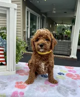 Hailey - Mini, a female Miniature Goldendoodle for sale in Warsaw, NY – 2 of 4