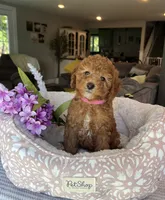 Gracie - Mini, a female Miniature Goldendoodle for sale in Warsaw, NY – 2 of 4