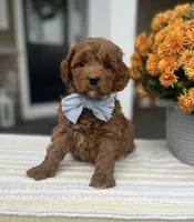 Leo - Medium, a female Goldendoodle for sale in Warsaw, NY – 3 of 3