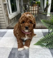 Chloe - Mini, a female Miniature Goldendoodle for sale in Warsaw, NY – 2 of 3