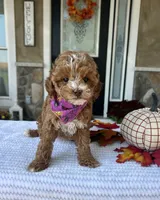 Willow - Petite Mini, a female Miniature Goldendoodle for sale in Warsaw, NY – 4 of 5