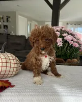 Archer - Mini, a male Miniature Goldendoodle for sale in Warsaw, NY – 2 of 4