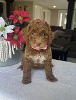 River - Mini, a female Miniature Goldendoodle for sale in Warsaw, NY – 5 of 5