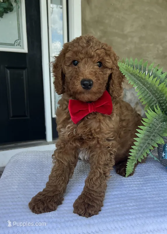 Walker - Medium – Goldendoodle puppy for sale in Warsaw, NY