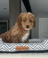 Maverick - Mini, a male Miniature Goldendoodle for sale in Warsaw, NY – Photo 2 of 4