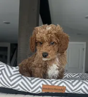 Maverick - Mini, a male Miniature Goldendoodle for sale in Warsaw, NY – Photo 1 of 4