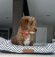 Maverick - Mini, a male Miniature Goldendoodle for sale in Warsaw, NY – Photo 4 of 4