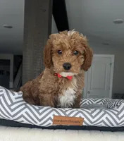 Maverick - Mini, a male Miniature Goldendoodle for sale in Warsaw, NY – Photo 3 of 4