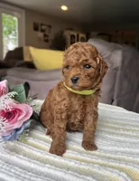 Zadie- Mini, a female Miniature Goldendoodle for sale in Warsaw, NY – 3 of 4