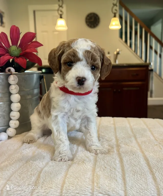Lincoln- Mini – Miniature Goldendoodle puppy for sale in Warsaw, NY