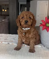 Bear - Mini, a male Miniature Goldendoodle for sale in Warsaw, NY – Photo 1 of 4