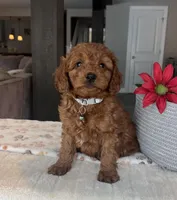 Bear - Mini, a male Miniature Goldendoodle for sale in Warsaw, NY – Photo 3 of 4