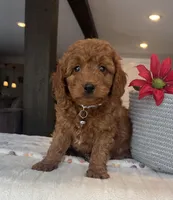 Bear - Mini, a male Miniature Goldendoodle for sale in Warsaw, NY – Photo 4 of 4