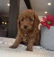 Bear - Mini, a male Miniature Goldendoodle for sale in Warsaw, NY – Photo 2 of 4