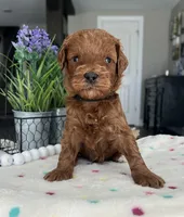 Bentley - Medium, a male Goldendoodle for sale in Warsaw, NY – 3 of 3