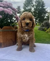 Sully - Mini, a male Miniature Goldendoodle for sale in Warsaw, NY – 4 of 4
