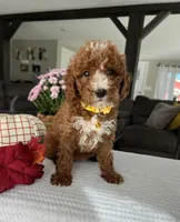Addison - Mini, a female Miniature Goldendoodle for sale in Warsaw, NY – 3 of 4