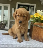 Bentley, a male Golden Retriever for sale in Warsaw, NY – 4 of 4