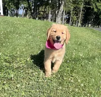 Bella, a female Golden Retriever for sale in Warsaw, NY – 2 of 6