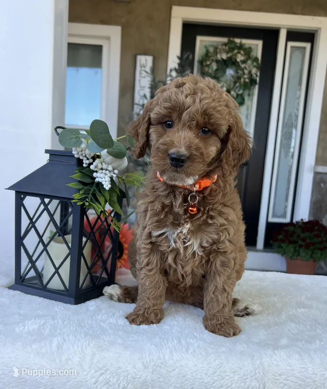 Luna - Medium – Goldendoodle puppy for sale in Warsaw, NY
