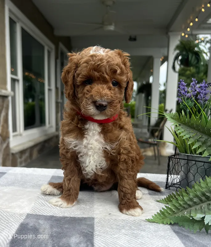 Cooper - Mini – Miniature Goldendoodle puppy for sale in Warsaw, NY