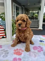 Hazel - Mini, a female Miniature Goldendoodle for sale in Warsaw, NY – 4 of 4