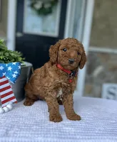 Walker - Medium, a female Goldendoodle for sale in Warsaw, NY – 4 of 4