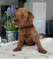 Bentley - Medium, a male Goldendoodle for sale in Warsaw, NY – 2 of 3