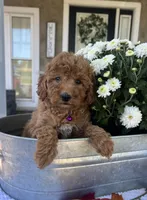 Sophie - Mini, a female Miniature Goldendoodle for sale in Warsaw, NY – 5 of 5