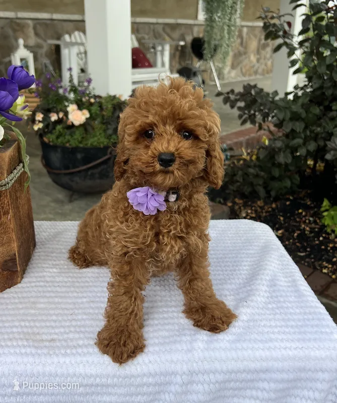 Zara - Mini – Miniature Goldendoodle puppy for sale in Warsaw, NY