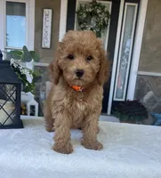Scarlett - Mini, a female Miniature Goldendoodle for sale in Warsaw, NY – 4 of 4