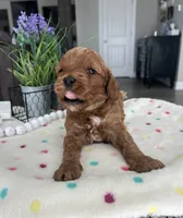 Brynlee - Medium, a female Goldendoodle for sale in Warsaw, NY – 2 of 2