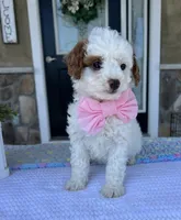 Maizy - Mini, a female Miniature Goldendoodle for sale in Warsaw, NY – 4 of 4
