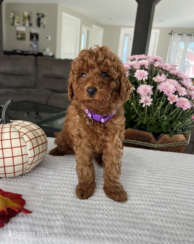 Aurora - Mini – Miniature Goldendoodle puppy for sale in Warsaw, NY