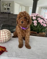 Aurora - Mini, a female Miniature Goldendoodle for sale in Warsaw, NY – 1 of 4