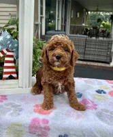 Hailey - Mini, a female Miniature Goldendoodle for sale in Warsaw, NY – 4 of 4
