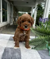 Clara - Mini, a female Miniature Goldendoodle for sale in Warsaw, NY – 3 of 3