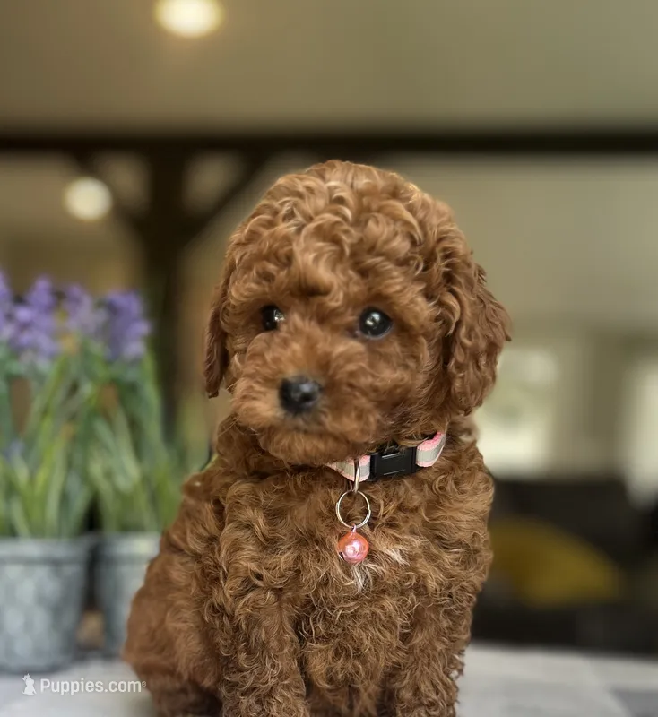 Zoey - Mini – Miniature Goldendoodle puppy for sale in Warsaw, NY