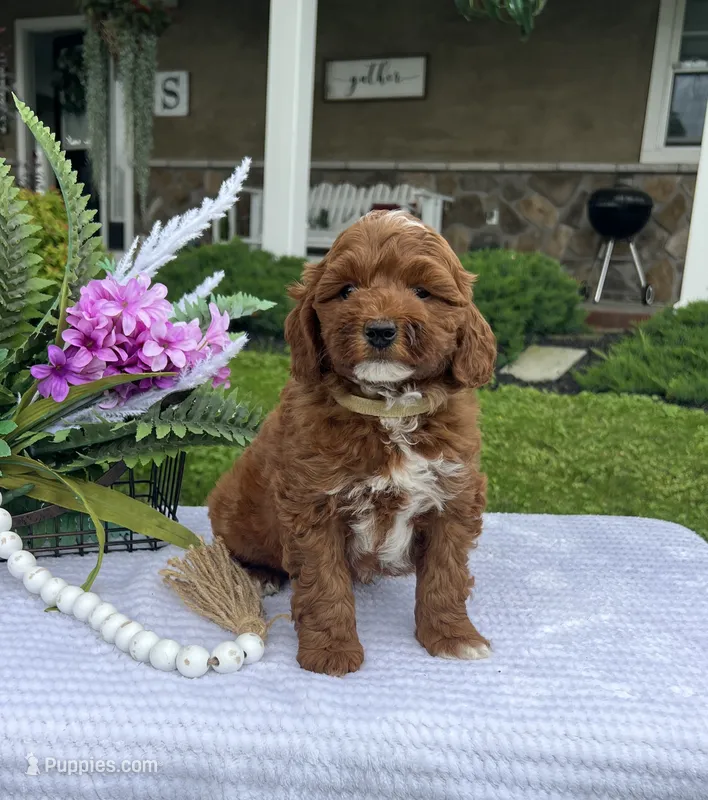 Cody - Mini – Miniature Goldendoodle puppy for sale in Warsaw, NY