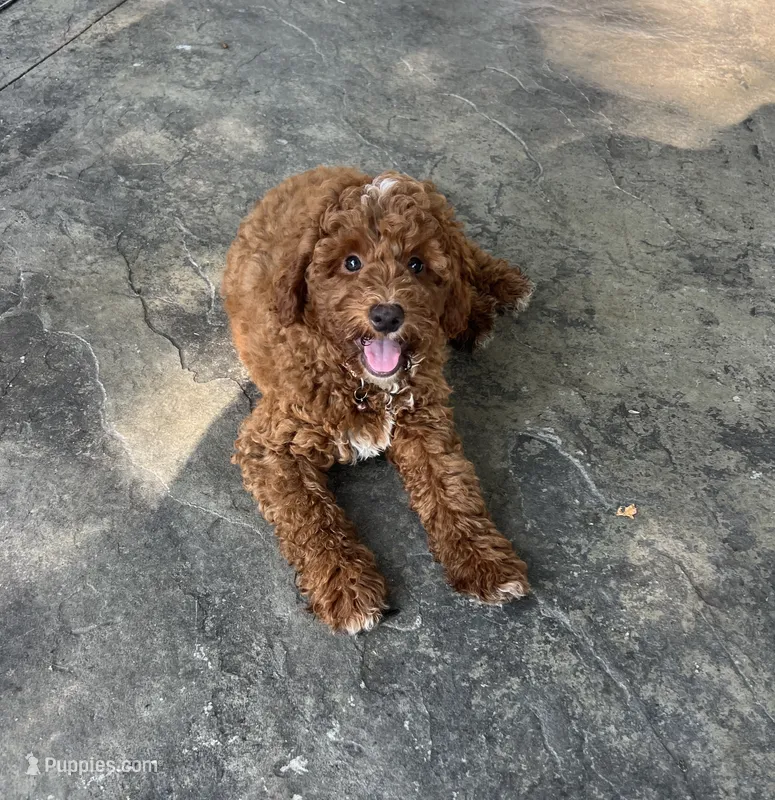 Gunner - Mini – Miniature Goldendoodle puppy for sale in Warsaw, NY