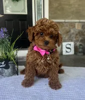 Zoey - Mini, a female Miniature Goldendoodle for sale in Warsaw, NY – 2 of 4