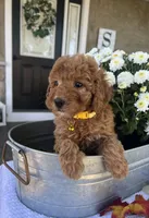 Salem - Mini, a female Miniature Goldendoodle for sale in Warsaw, NY – 4 of 4