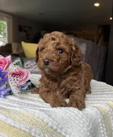 Zuess - Mini, a female Miniature Goldendoodle for sale in Warsaw, NY – 2 of 4