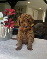 Reece - Mini, a male Miniature Goldendoodle for sale in Warsaw, NY – 3 of 4