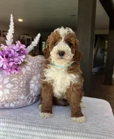 Grant - Mini, a male Miniature Goldendoodle for sale in Warsaw, NY – 2 of 4